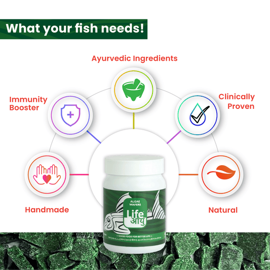 Life AAYUH Algae Wafer Fish Food (45g) | Sinking Micro Pellets for Pleco & Bottom Feeders | Supports Digestion, Immunity & Aquarium Health