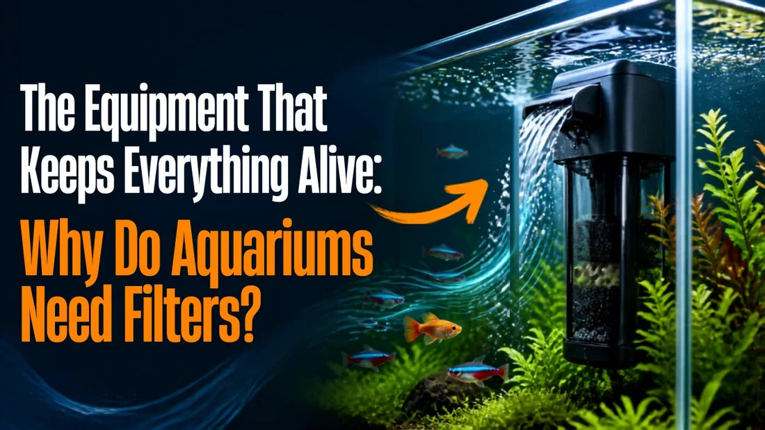 The Equipment That Keeps Your Aquarium Alive: Why Do Aquariums Need Filters?