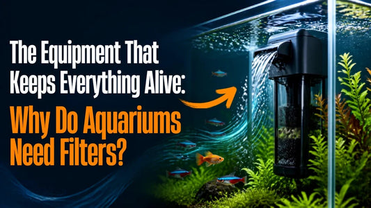The Equipment That Keeps Your Aquarium Alive: Why Do Aquariums Need Filters?