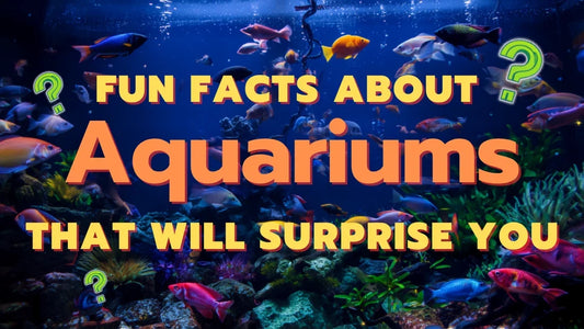 Fun Facts About Aquariums That Will Surprise You - Things Even Experienced Hobbyists Don't Know
