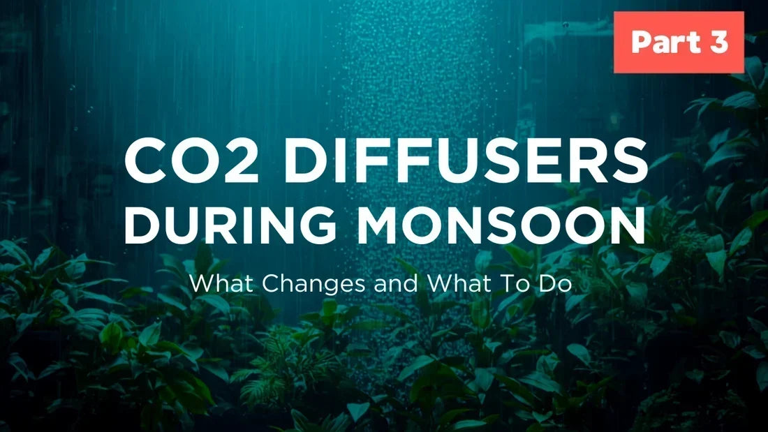 CO2 Diffuser Series – Part 3: Preparing Your CO2 System for the Monsoon