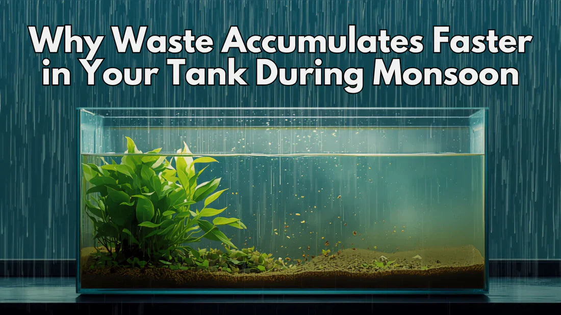 Why Waste Accumulates Faster in Your Tank During Monsoon - Part 1 of the Waste Collector Series