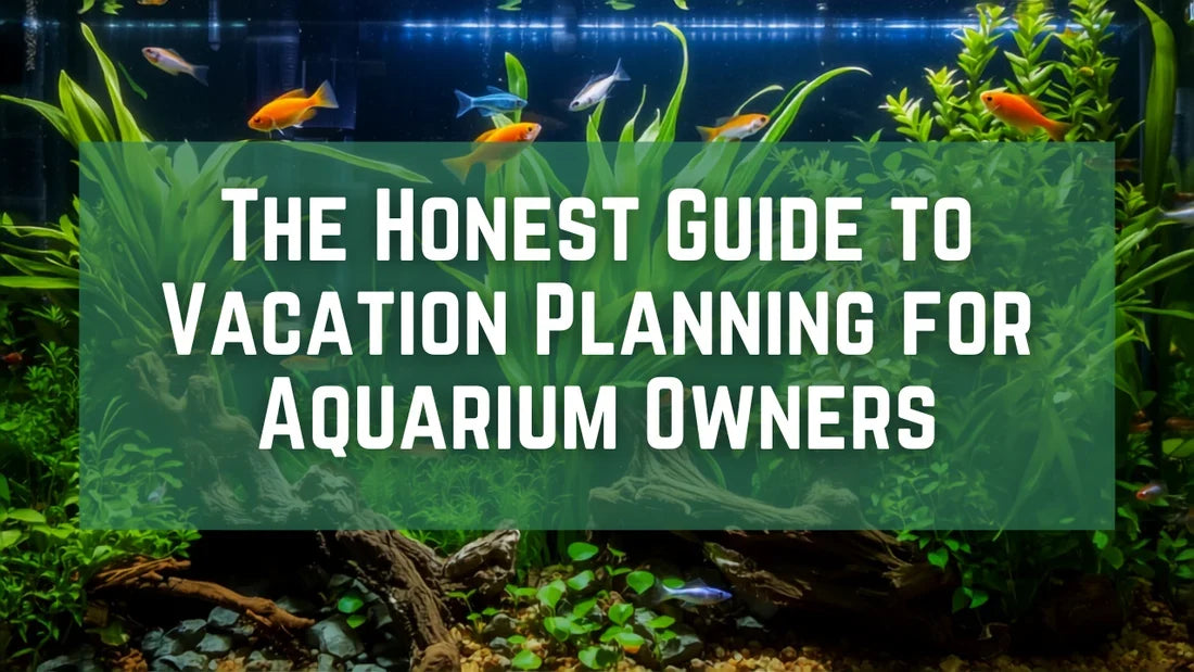 The Honest Guide to Vacation Planning for Aquarium Owners