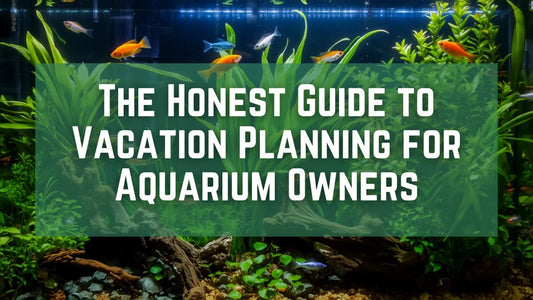 The Honest Guide to Vacation Planning for Aquarium Owners