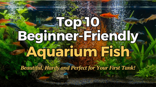 Top 10 Beginner-Friendly Aquarium Fish: Beautiful, Hardy, and Perfect for Your First Tank