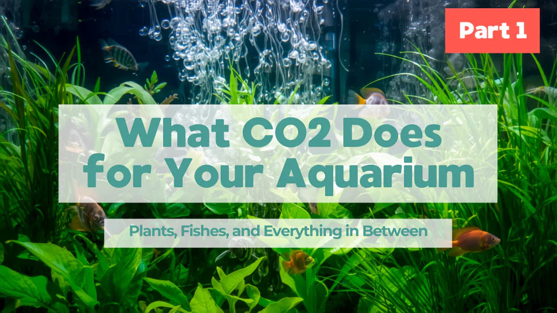 What CO2 Does for Your Aquarium - Plants, Fish, and Everything in Between - Part 1