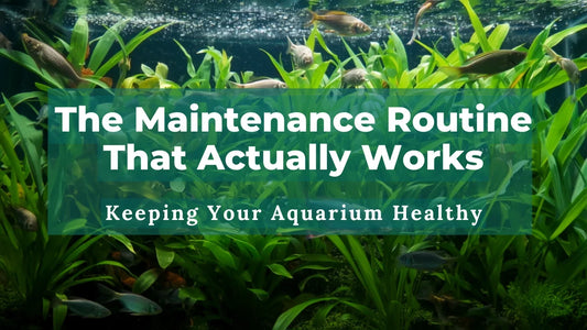 The Maintenance Routine That Actually Works- Keeping Your Aquarium Healthy