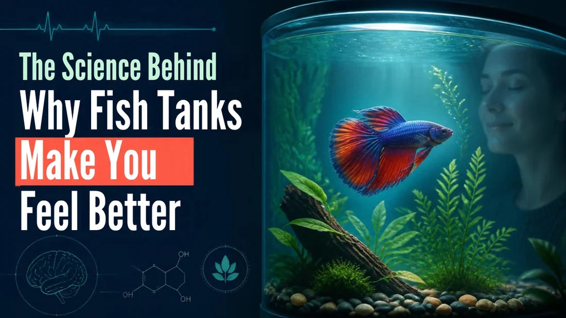 The Science Behind Why Fish Tanks Make You Feel Better