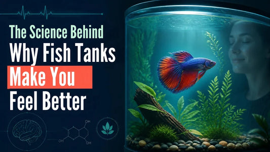 The Science Behind Why Fish Tanks Make You Feel Better