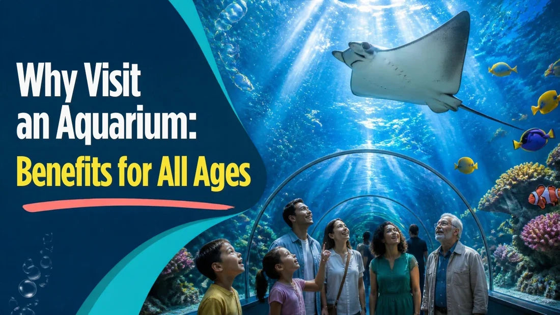 Why Visit an Aquarium? Benefits for All Ages