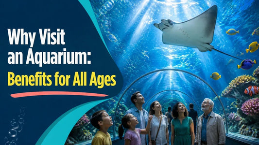 Why Visit an Aquarium? Benefits for All Ages