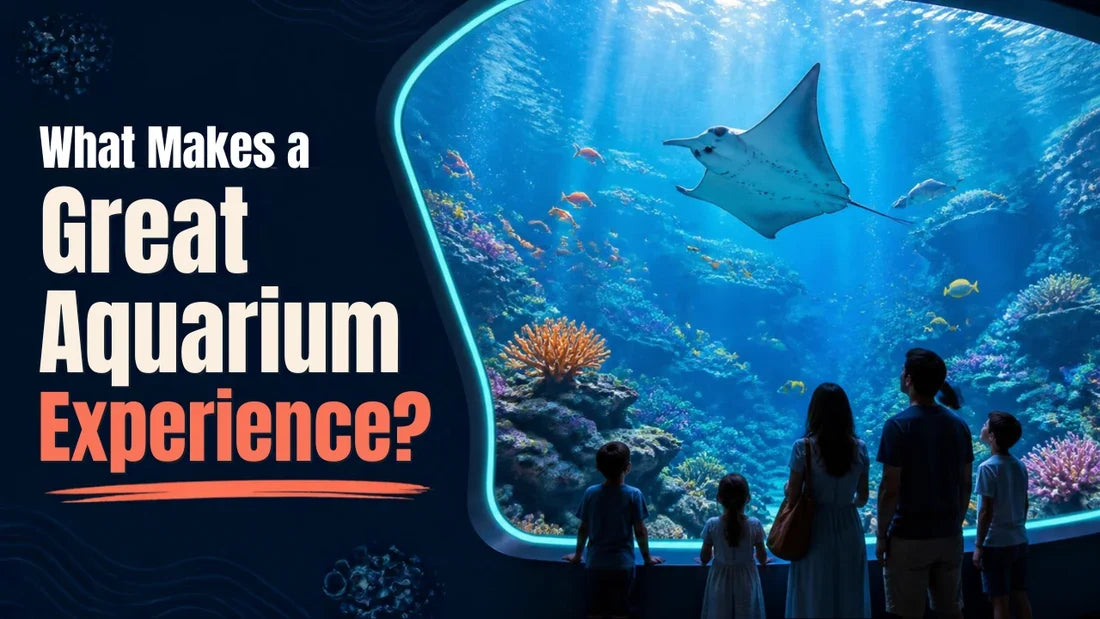 What Makes a Great Aquarium Experience?