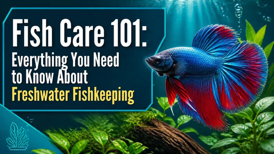 Fish Care 101: Everything You Need to Know About Freshwater Fishkeeping