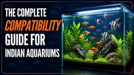 How to Choose the Right Tank Mates for Your Aquarium Fish