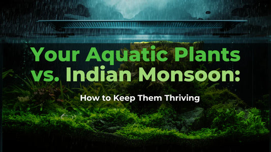 Your Aquatic Plants vs. Indian Monsoon: How to Keep Them Thriving
