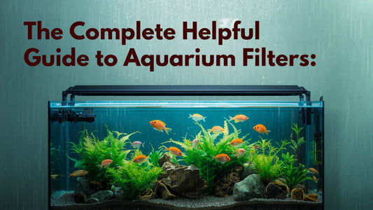 The Complete Guide to Aquarium Filters That You Will Find Helpful During The Monsoon