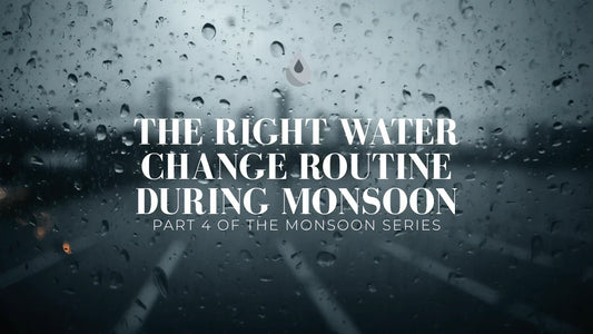 The Right Water Change Routine During Monsoon - Part 4 of the Monsoon Series