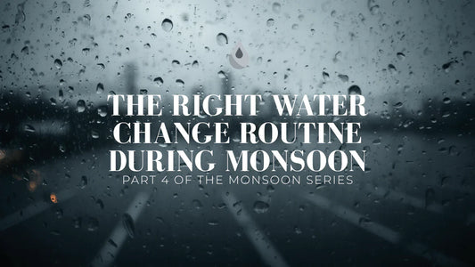 The Right Water Change Routine During Monsoon - Part 4 of the Monsoon Series