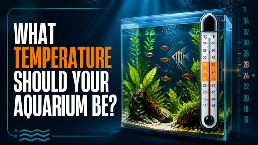 Aquarium Temperature Guide: What Temperature Should Your Fish Tank Be?