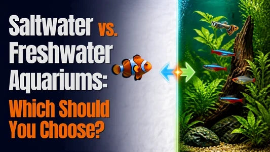 Saltwater vs. Freshwater Aquariums: Which Should You Choose?