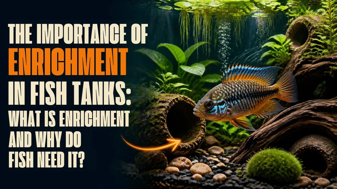 Aquarium Enrichment: Why Fish Need a Stimulating Tank Environment