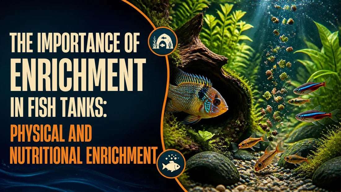 Fish Tank Enrichment: Physical & Nutritional Guide