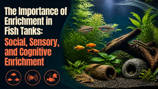 The Importance of Aquarium Enrichment: Social, Sensory & Cognitive Benefits