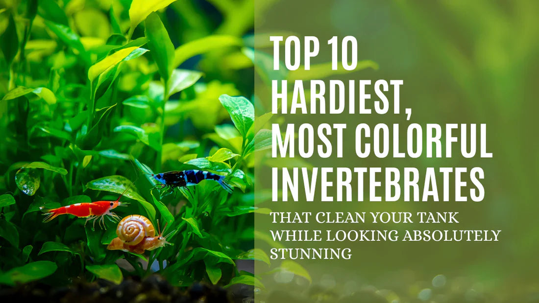 Top 10 Hardiest, Most Colorful Invertebrates That Clean Your Tank While Looking Absolutely Stunning