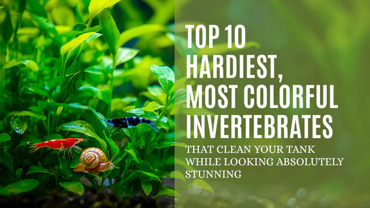 Top 10 Hardiest, Most Colorful Invertebrates That Clean Your Tank While Looking Absolutely Stunning