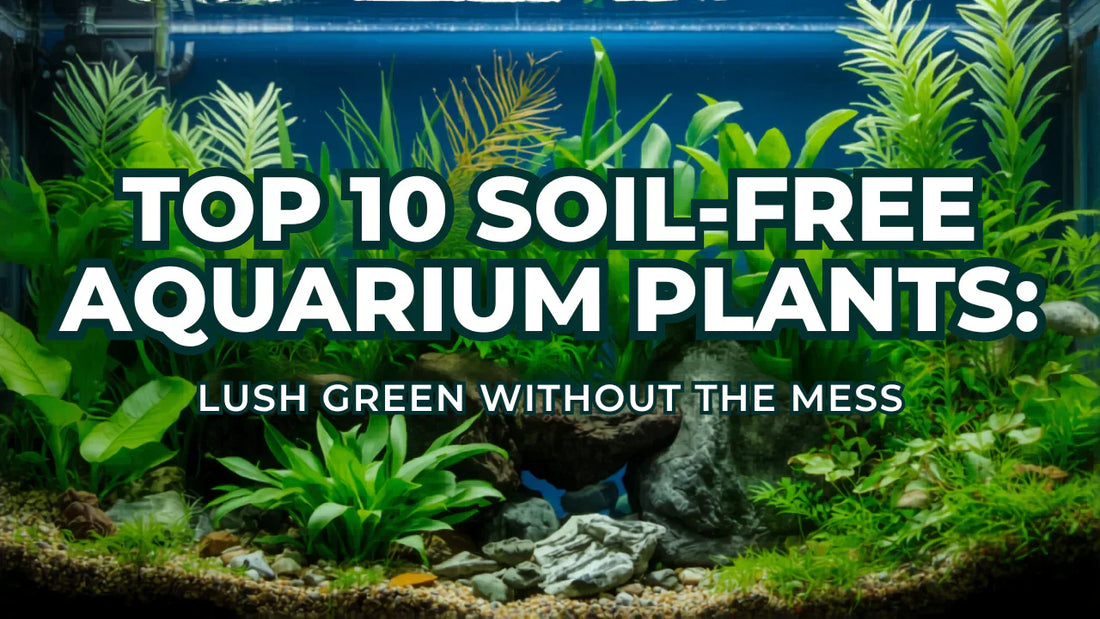 Top 10 Soil-Free Aquarium Plants: Lush Green Without the Mess