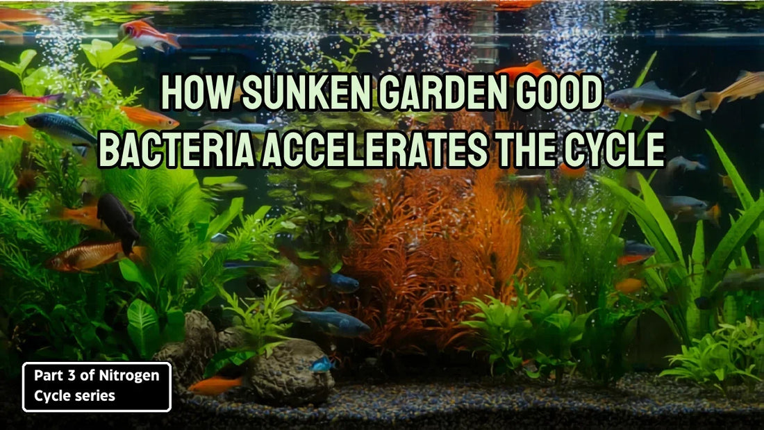 How Sunken Garden Good Bacteria Accelerates the Cycle: Part 3 of the Nitrogen Cycle series