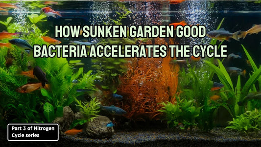 How Sunken Garden Good Bacteria Accelerates the Cycle: Part 3 of the Nitrogen Cycle series