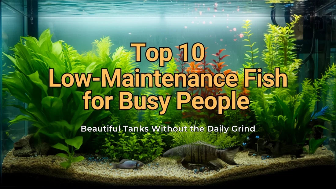 Top 10 Best Low-Maintenance Fish for Busy People: Beautiful Tanks Without the Daily Grind