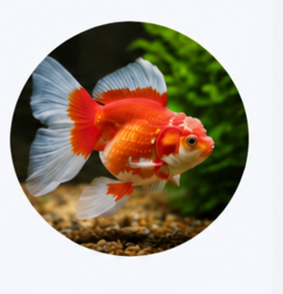 ALL-In-One GoldFish Health Kit