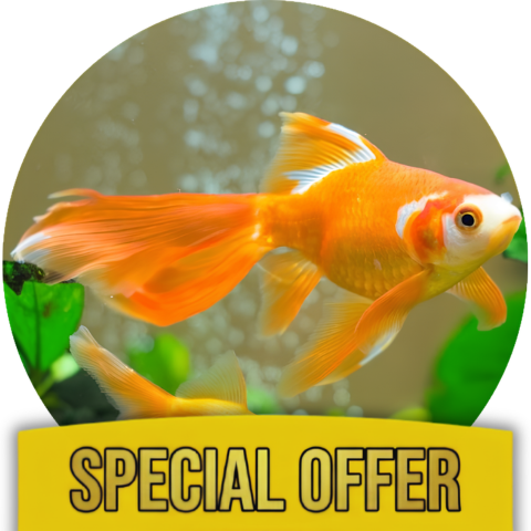 ALL-In-One GoldFish Health Kit