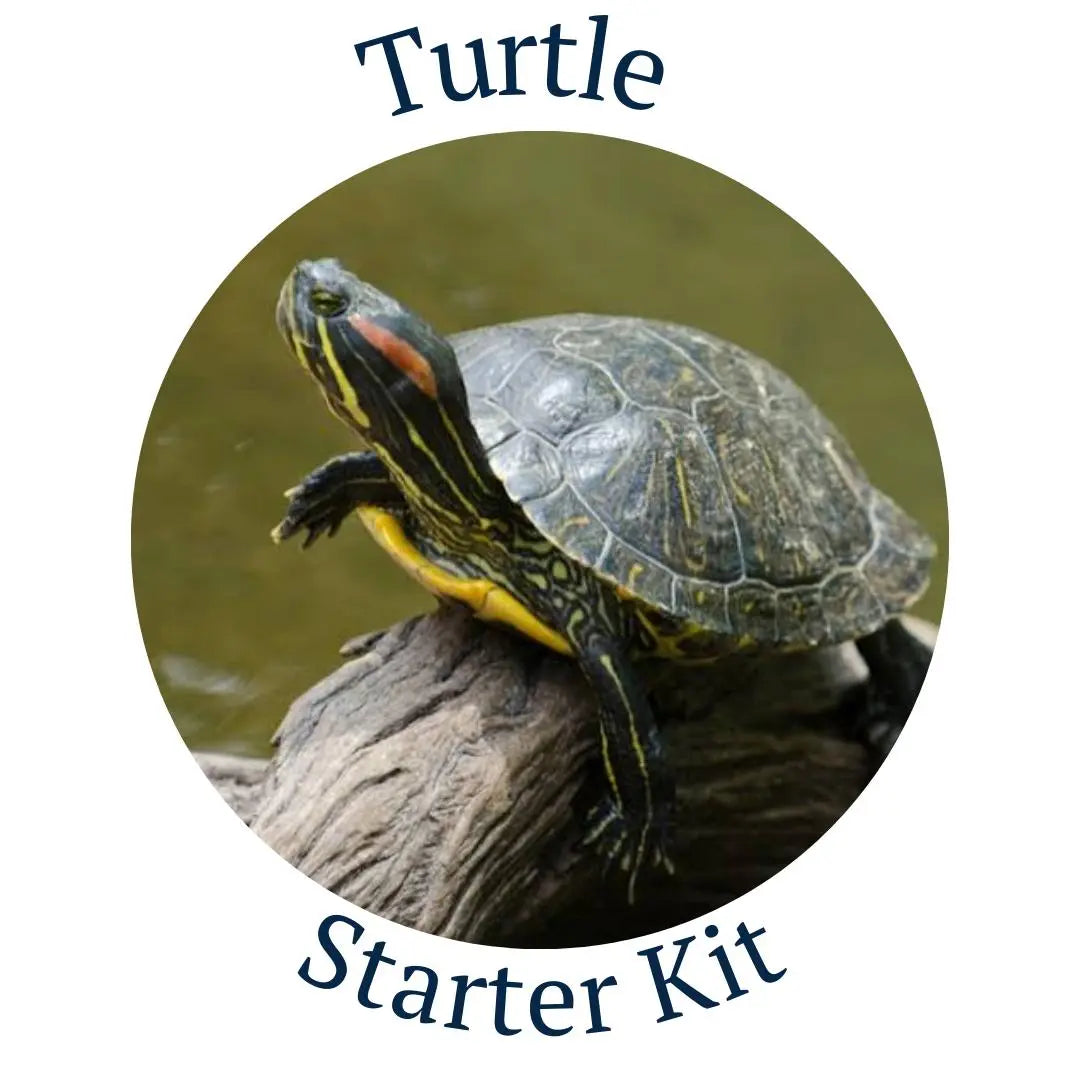 Turtle Starter Kit