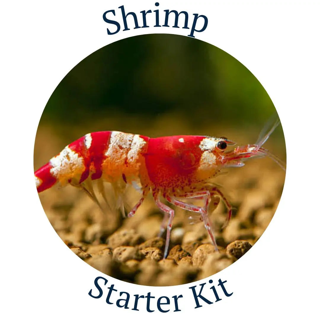 Shrimp Start Kit