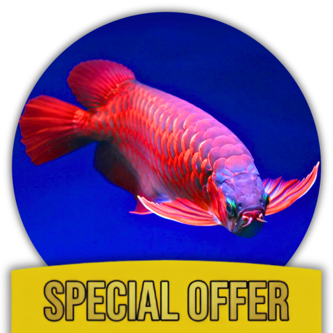 Arowana Essential Care Kit