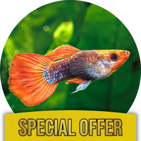 The Happy Guppy Kit
