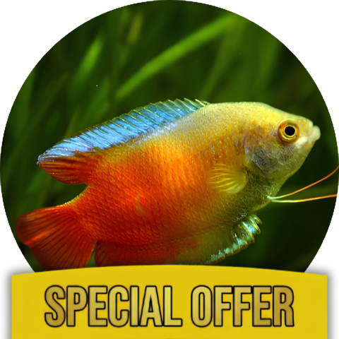 Gourami Fish Complete Care Kit