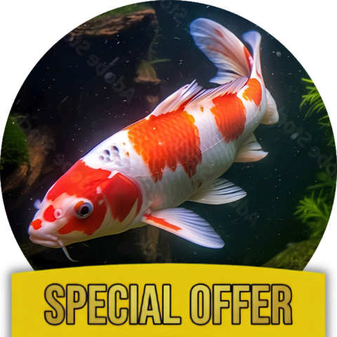 Koi Pond Health Kit