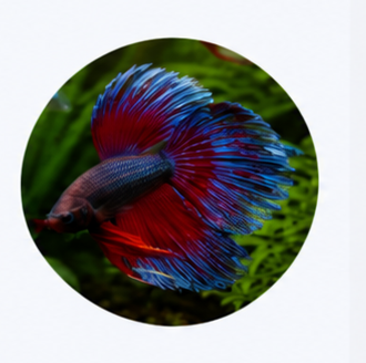 ALL-In-One Betta Fish Kit