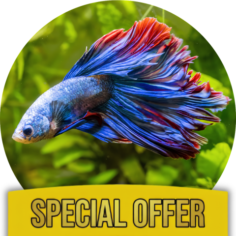 ALL-In-One Betta Fish HEALTH CARE Kit