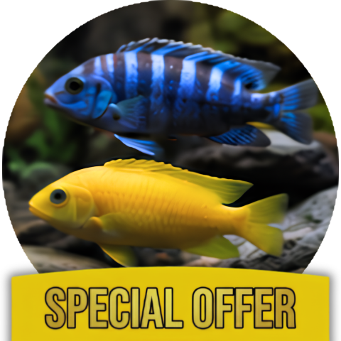 Cichlid Aggression Care Kit