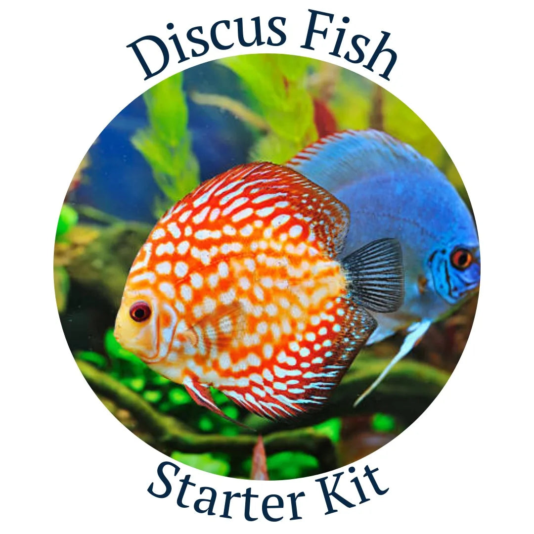 Discus Starter Kit