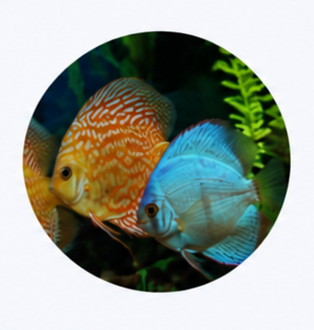 Discus Active Life Kit
