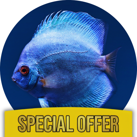 Discus Active Life Kit