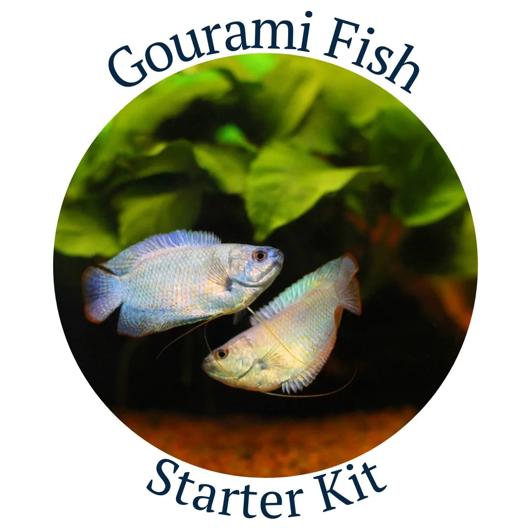 Gourami Fish Starter Kit