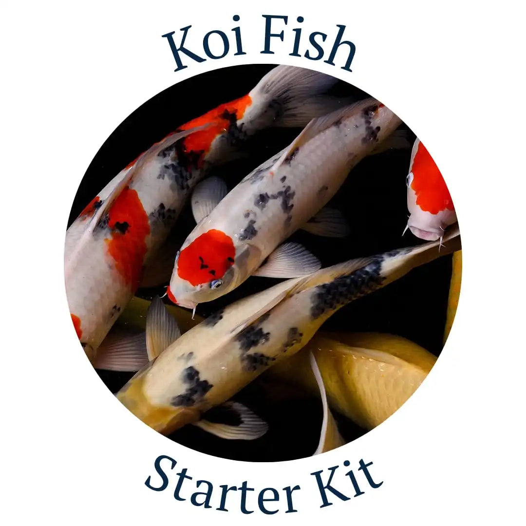 Koi Fish Starter Kit