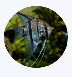 Angelfish Fin Care Kit